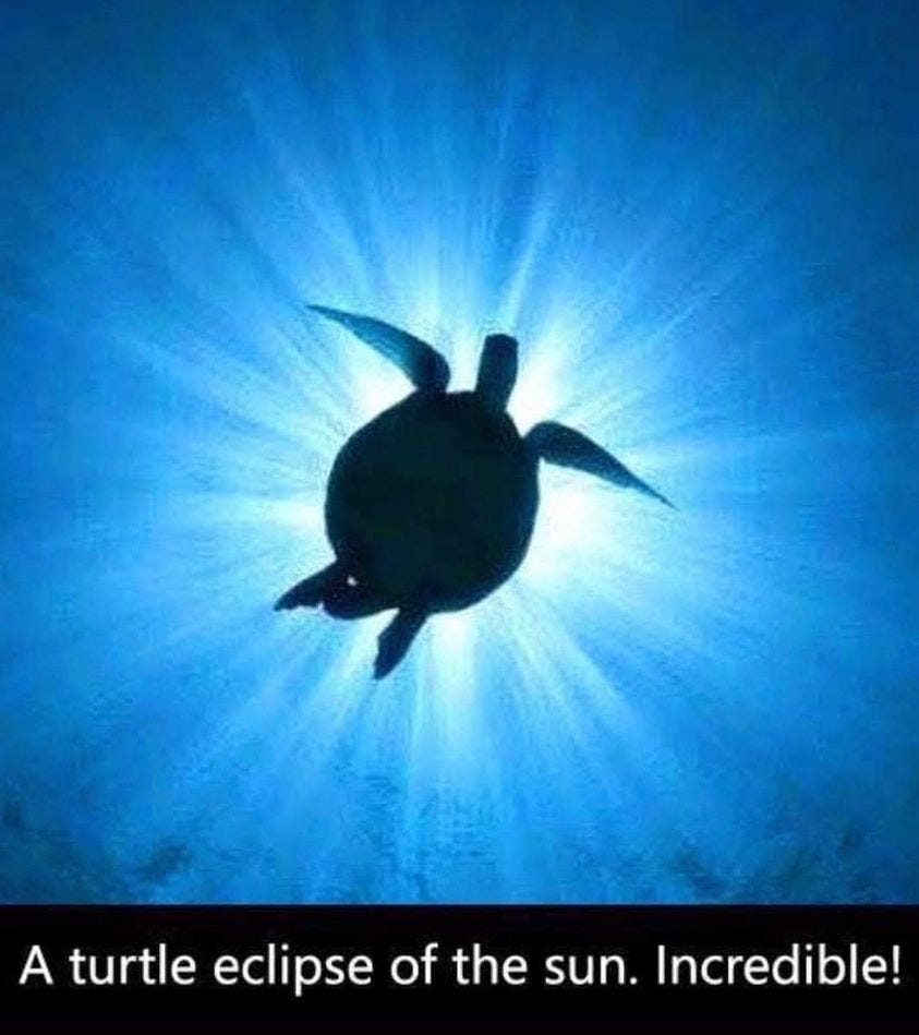 May be an image of outdoors and text that says 'A turtle eclipse of the sun. Incredible!'