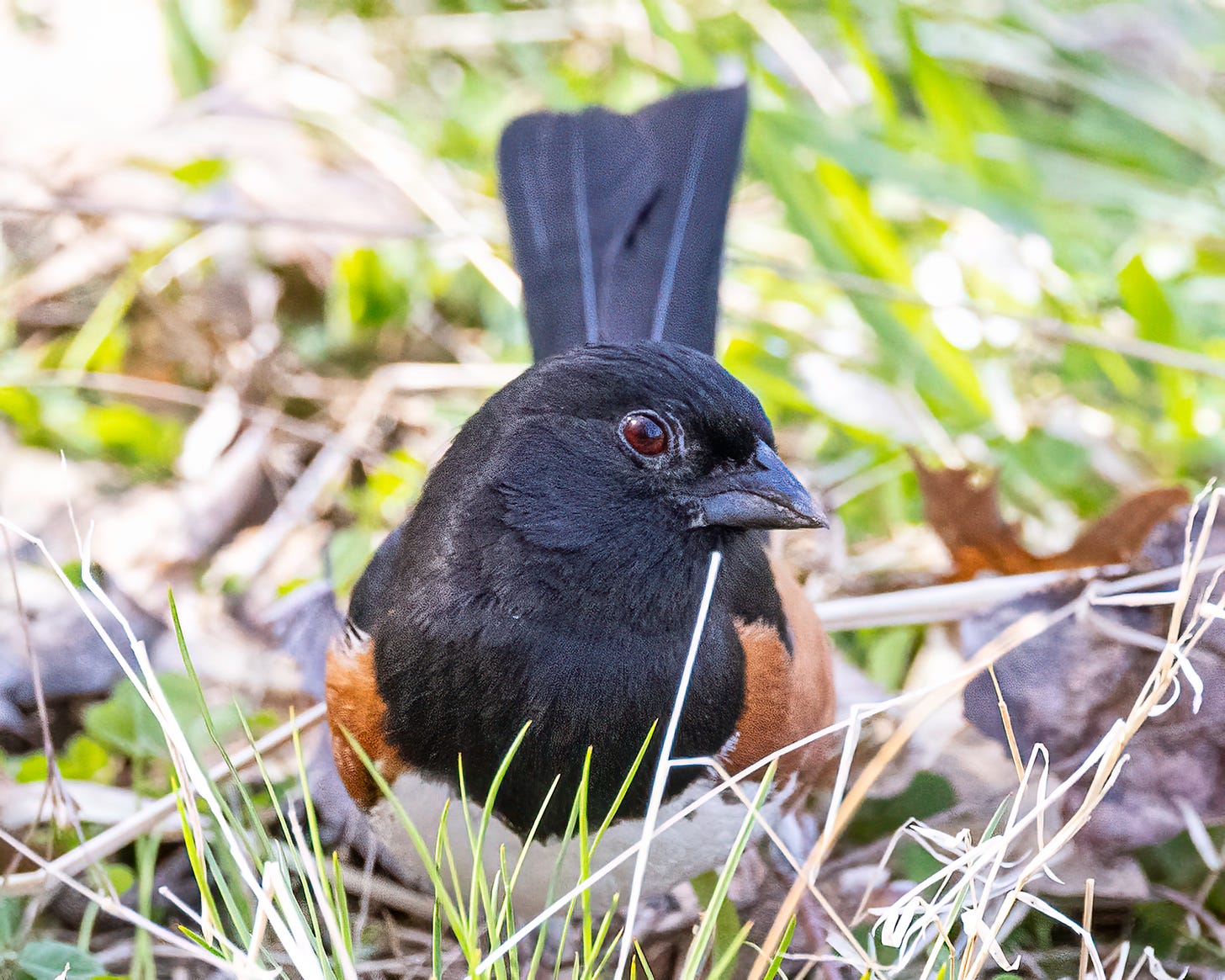 The eastern towhee stands on the ground among the leaf litter. He is looking to the side. His head is black and he has rusty patches on his sides.