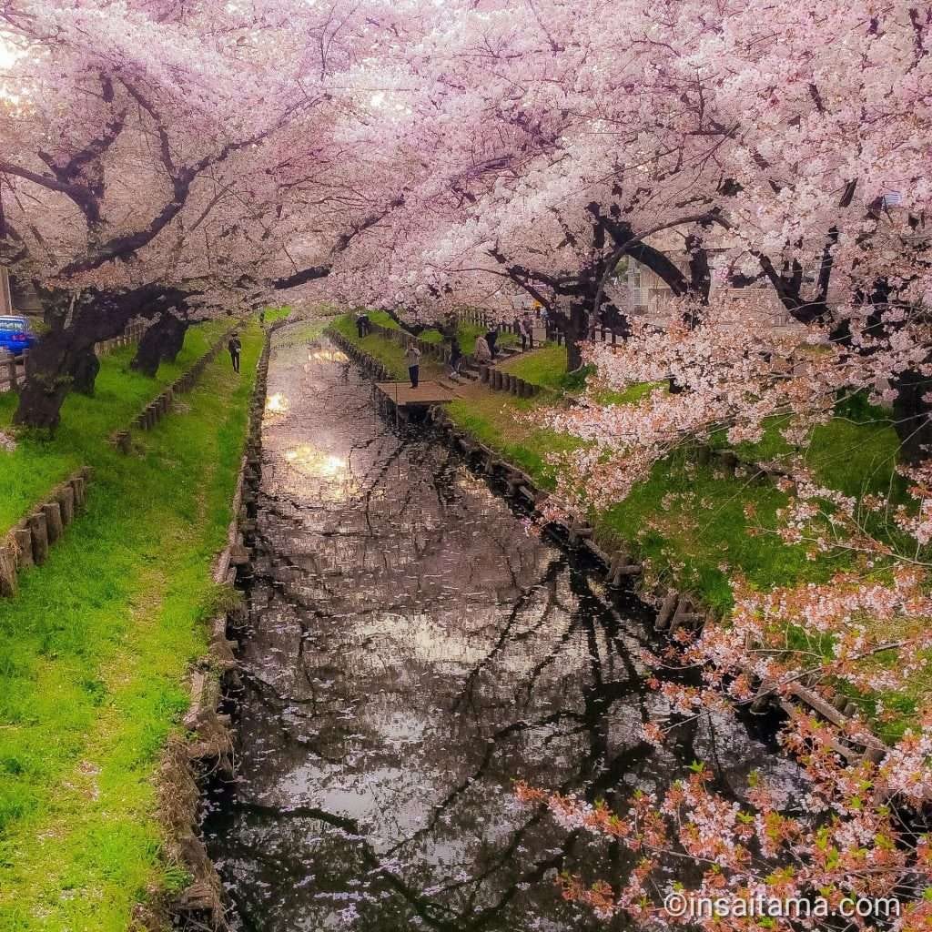 Shingashi River Cherry Blossoms