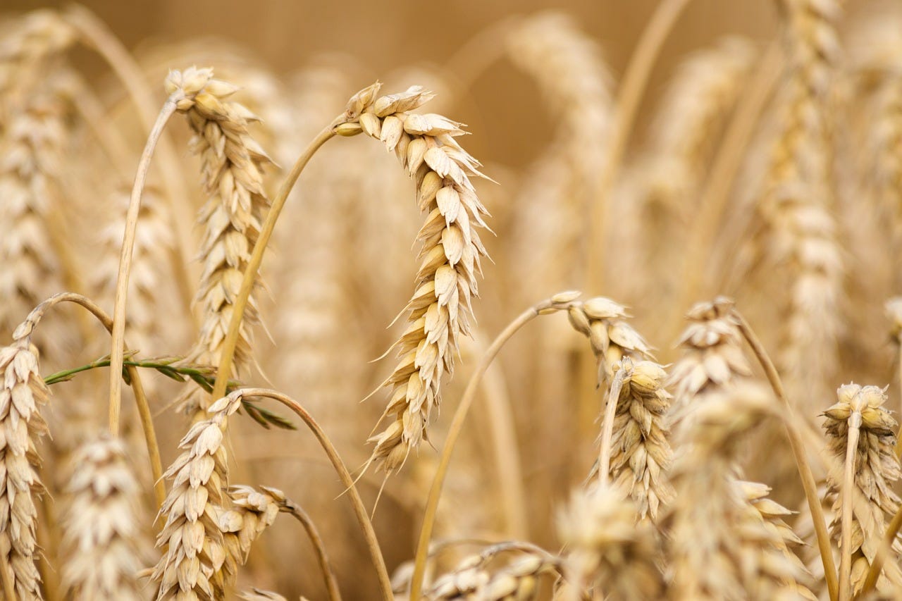 El aceite de germen de trigo tiene un alto contenido en vitamina E El aceite de germen de trigo tiene un alto contenido en vitamina E
