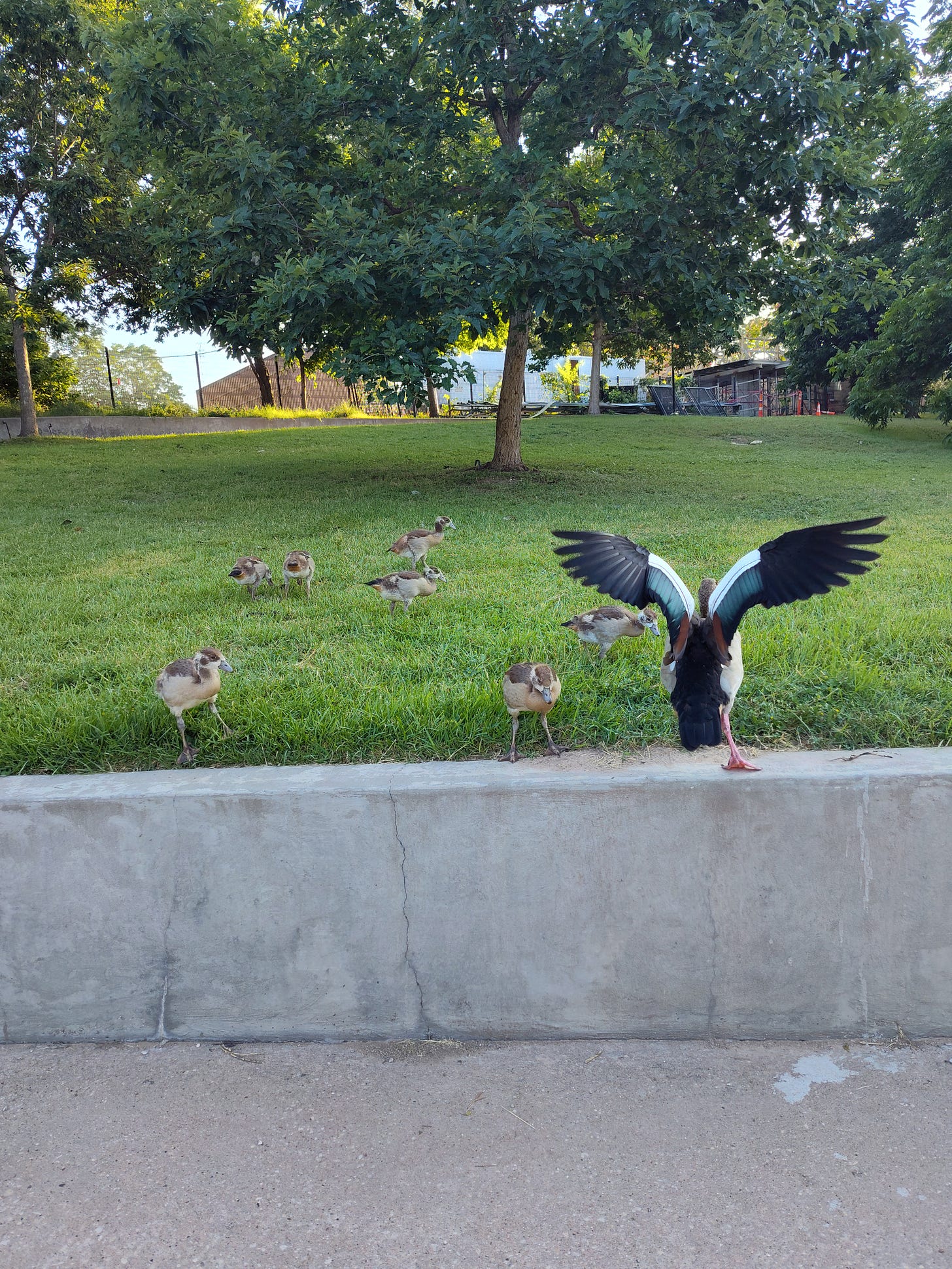 Seven adolescent goslings and one goose on the lawn at Barton Springs Pool.