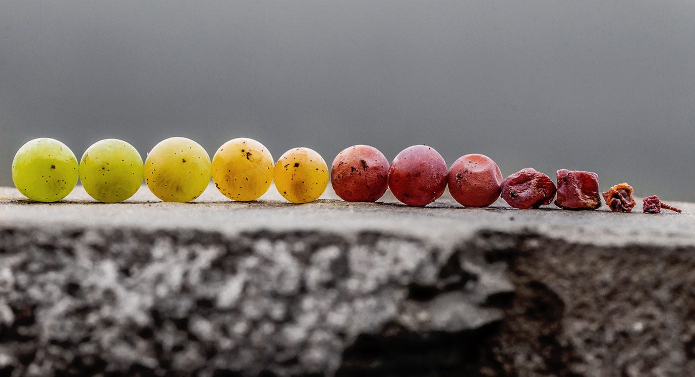 Prädikatswein: Deutsche Qualitätsspitze in Sachen Wein | Wine in Black Prädikatswein: Deutsche Qualitätsspitze in Sachen Wein | Wine in Black