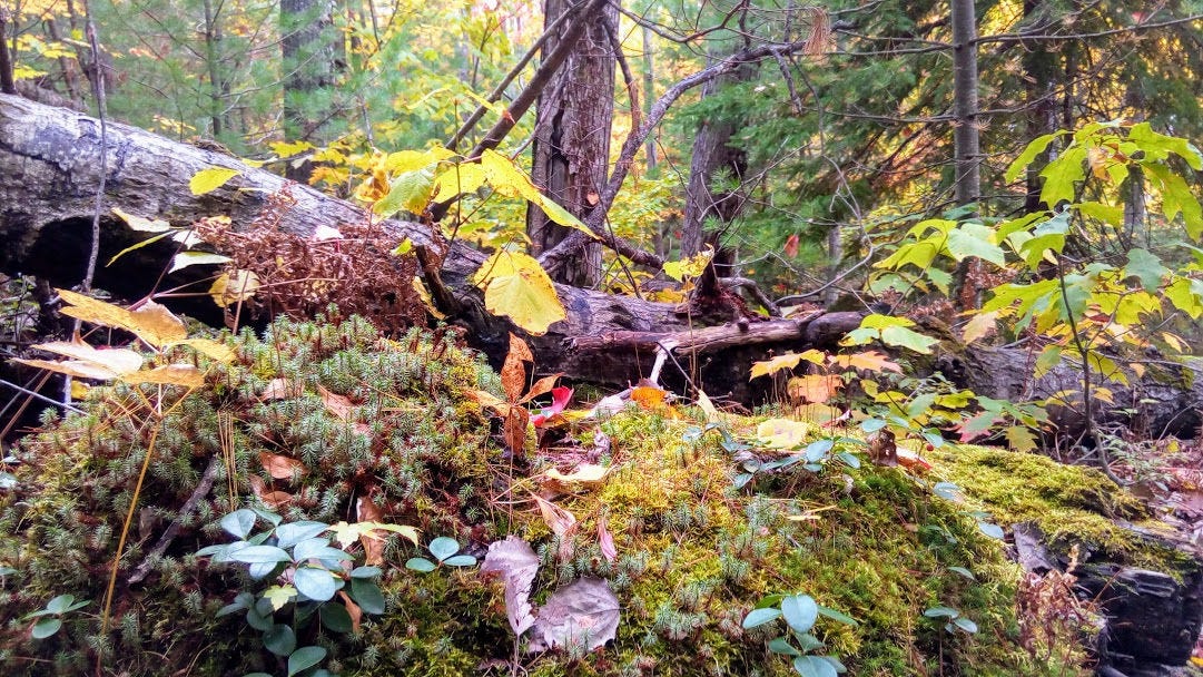 A mossy knoll looks like a mini forest in front of a fallen log with a forest in the background.