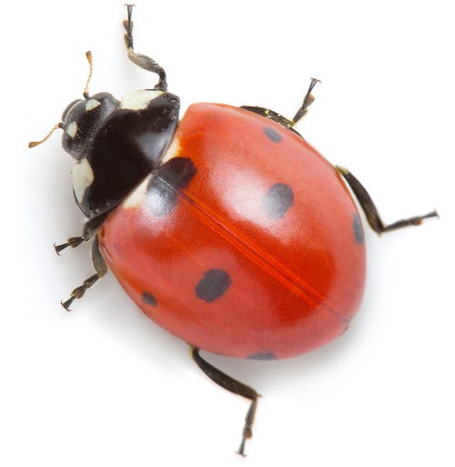 photo of ladybug