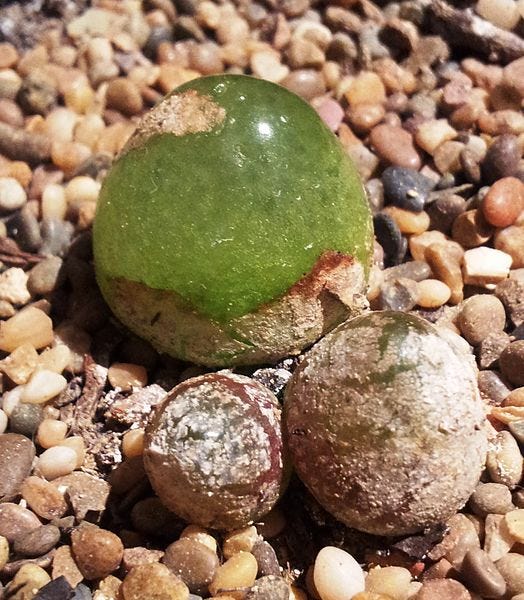 File:Conophytum burgeri in cultivation 1.jpg