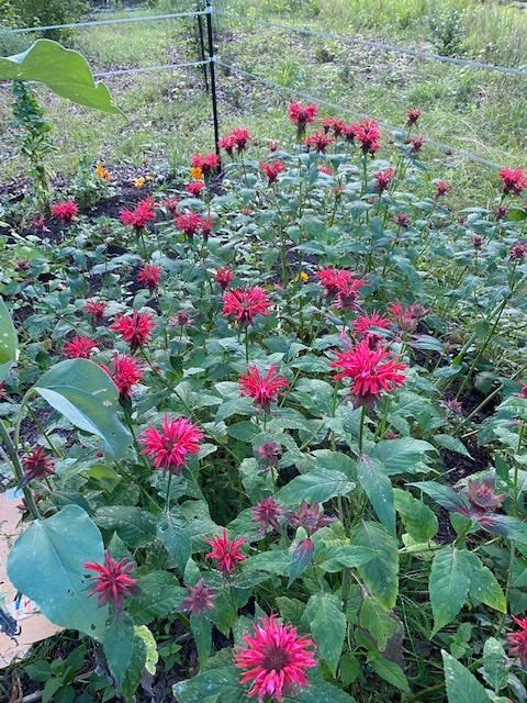 dozens of scarlet bee balm flowers in bloom