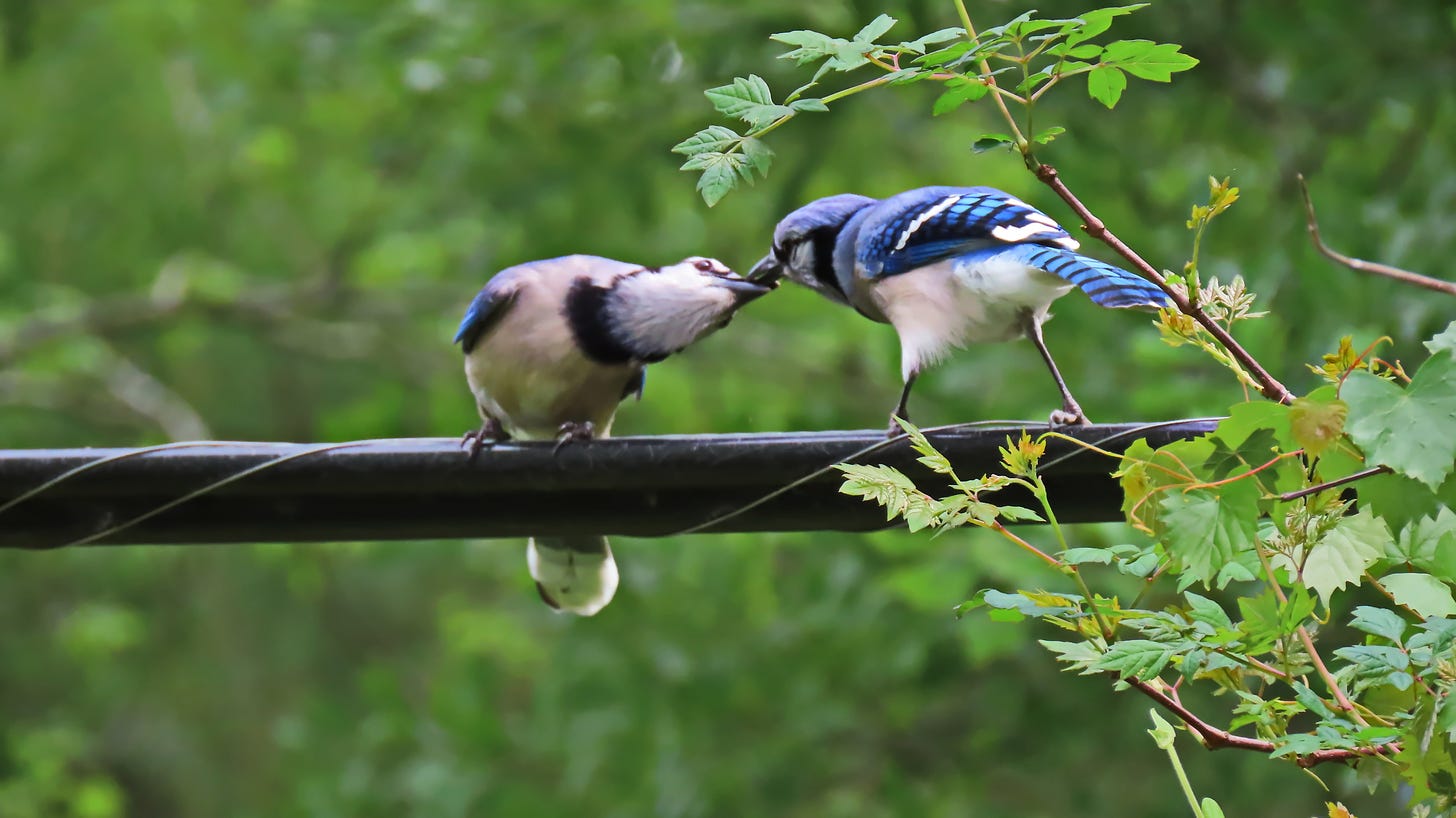 Bluejays engaged in courtship feeding