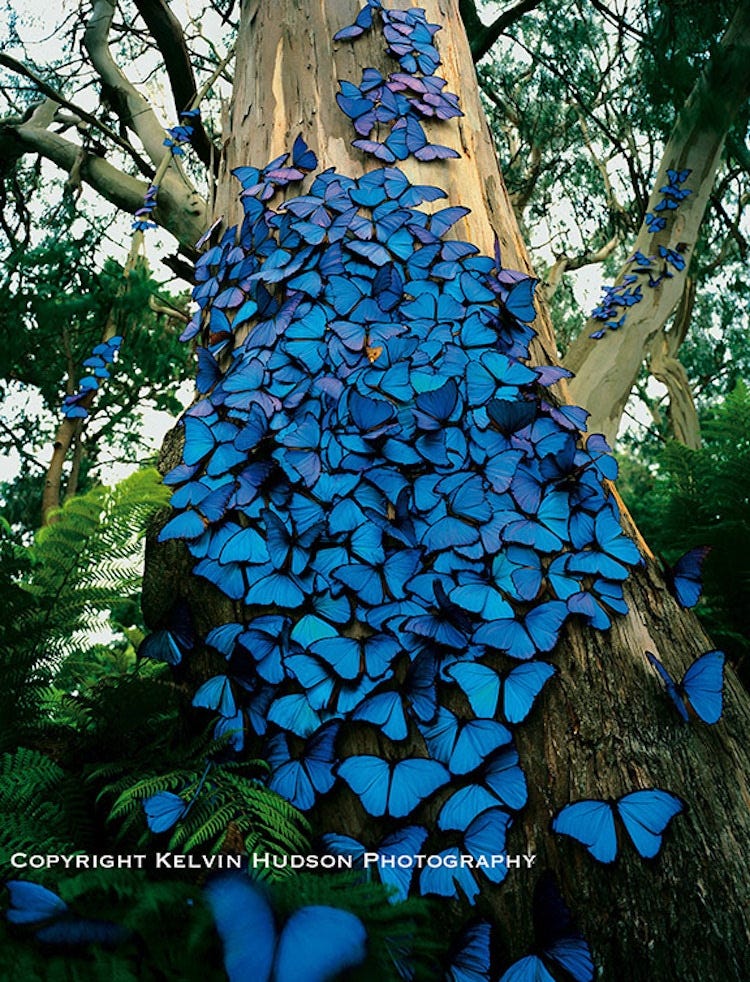 Photographer Captures a Beautiful Blue Morpho Butterfly Pictures