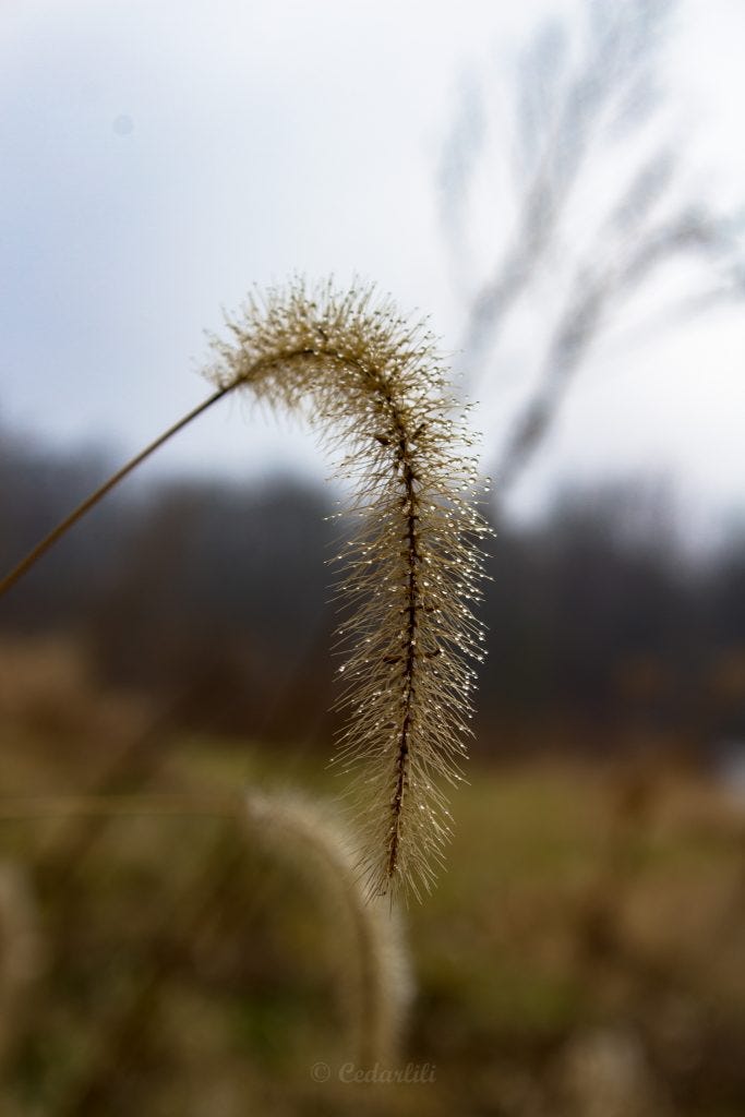 Grass seed head