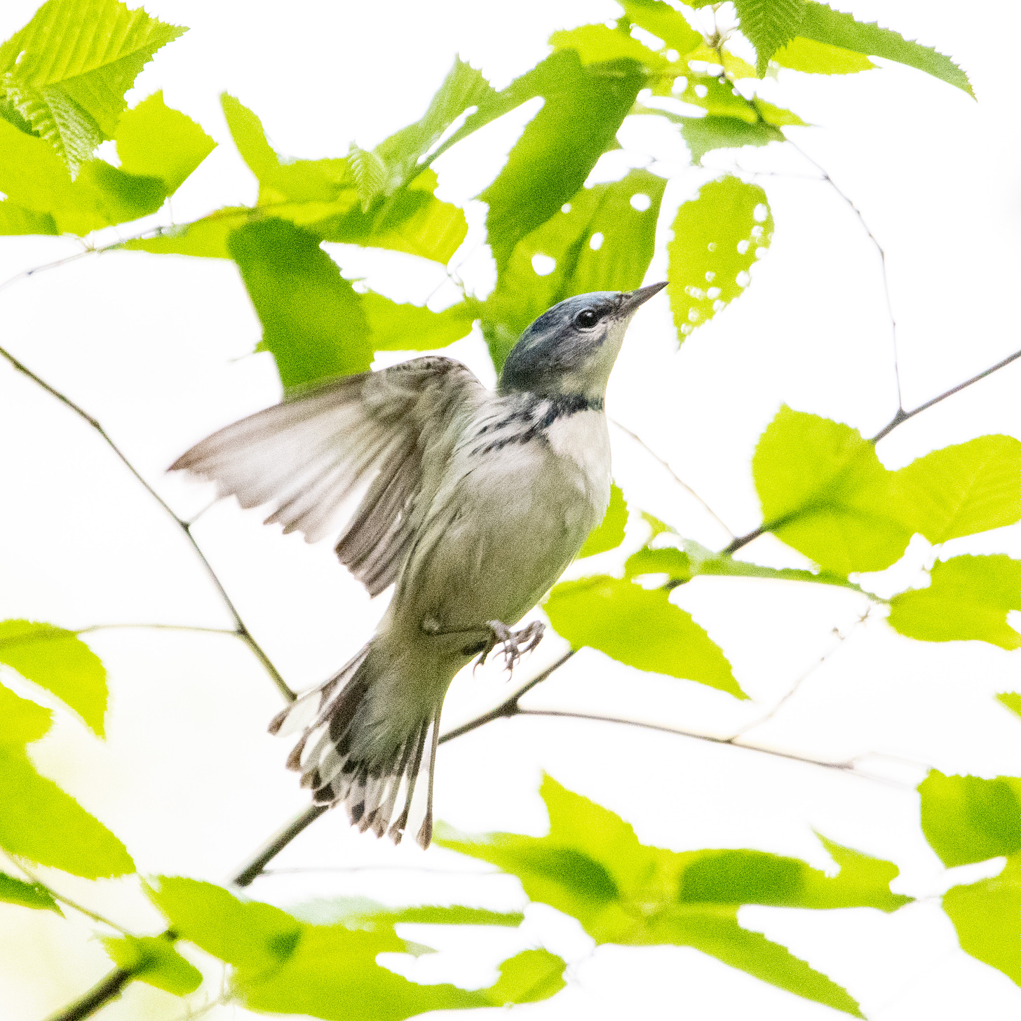 A cerulean warbler flying upward and to the right, second of 4 images in sequence