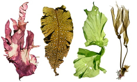 On a bright white background are four pieces of kelp shot with great light and superimposed next to one another. One is pinkish red, the next brownish, the next bright green, and the next also brownish, flattened to be visible, with ruched edges and folds.