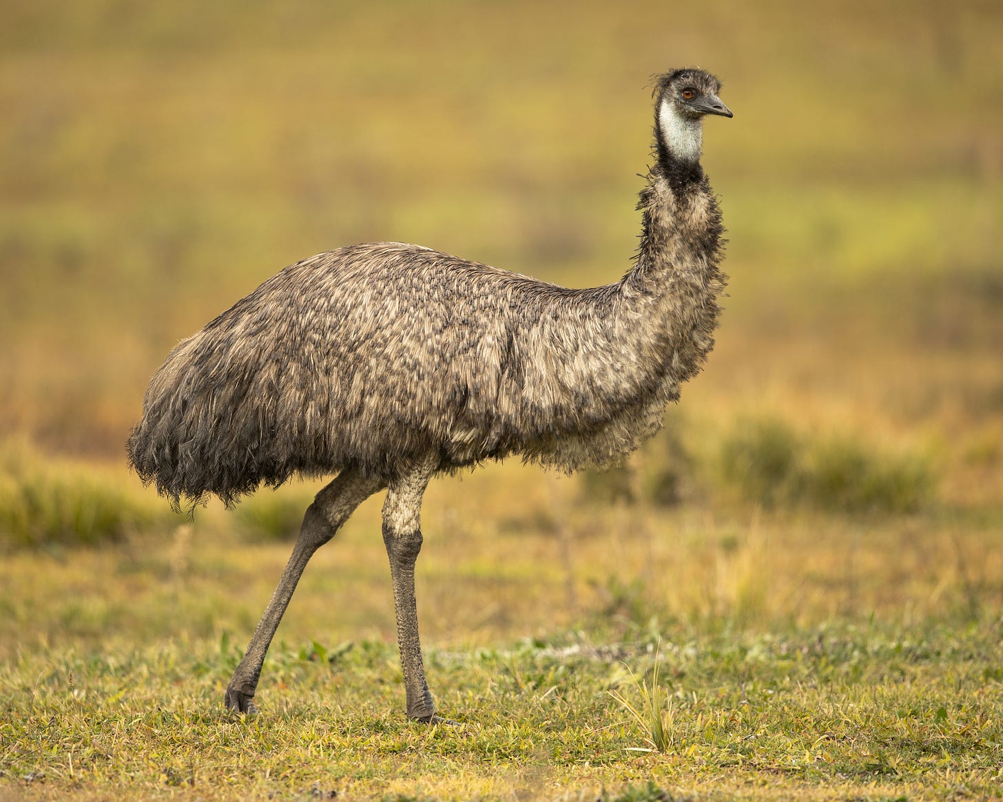 An emu standing in a field