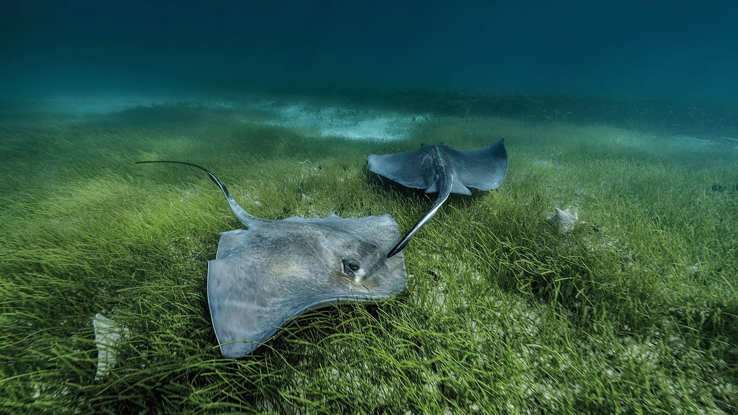 A seagrass meadow in the Bahamas