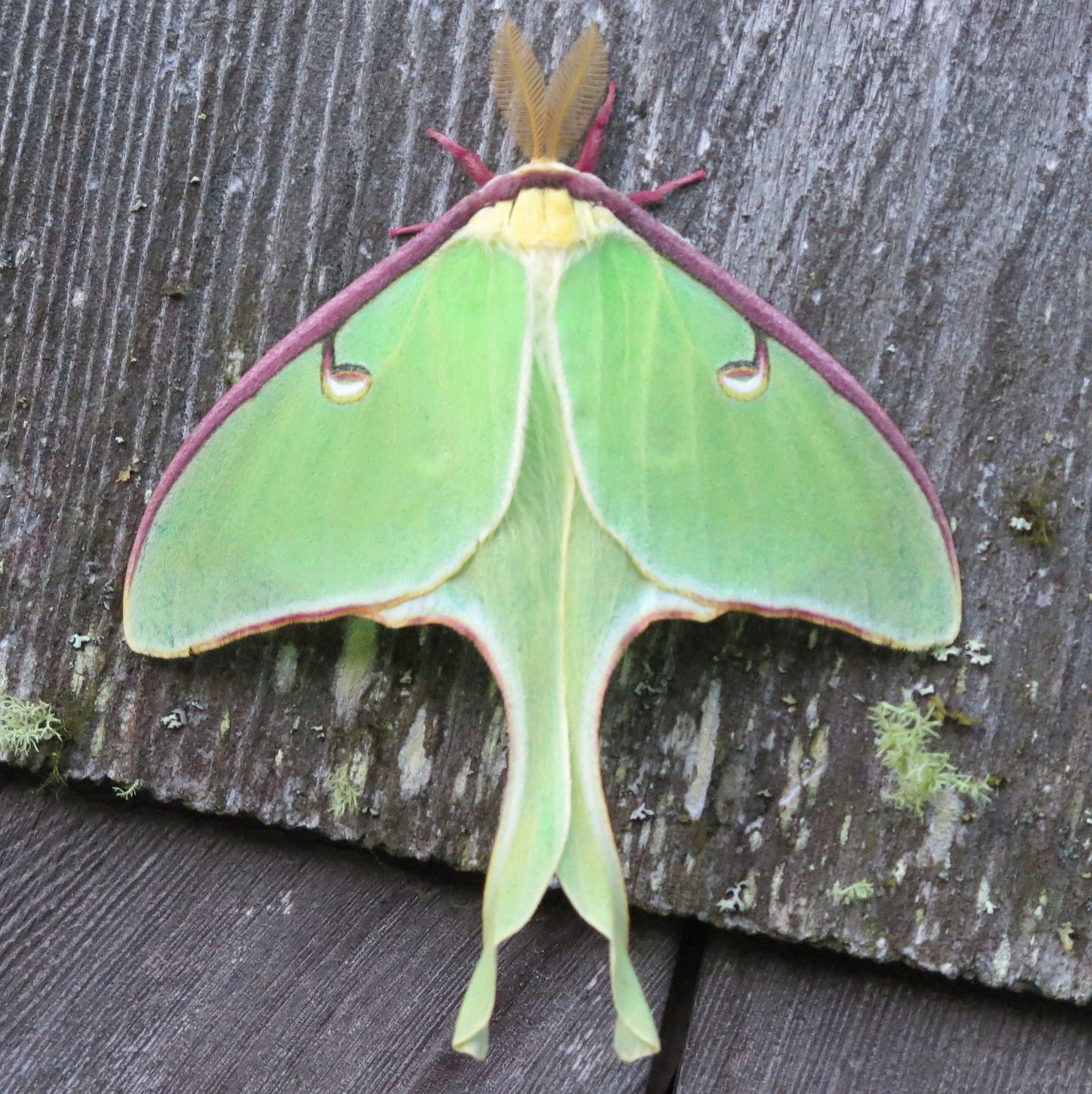 Luna moth - Wikipedia