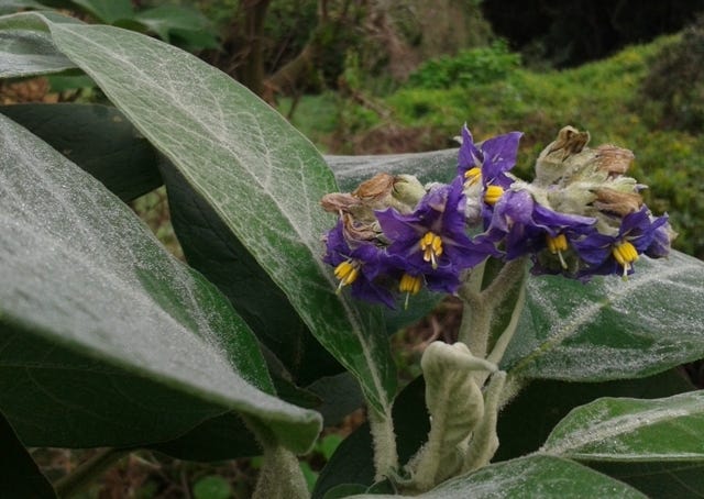 Solanum mauritianum - Bugweed | Cat 1b Invasive Species in South Africa