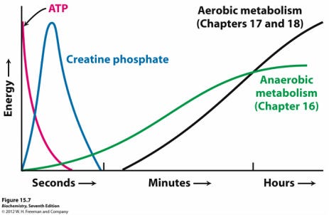 what is creatine phospate