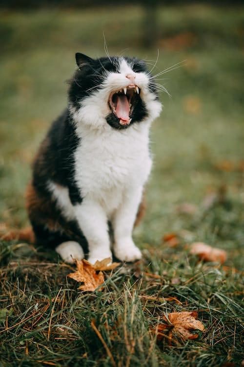 Free Selective Focus Photo of Cat Stock Photo