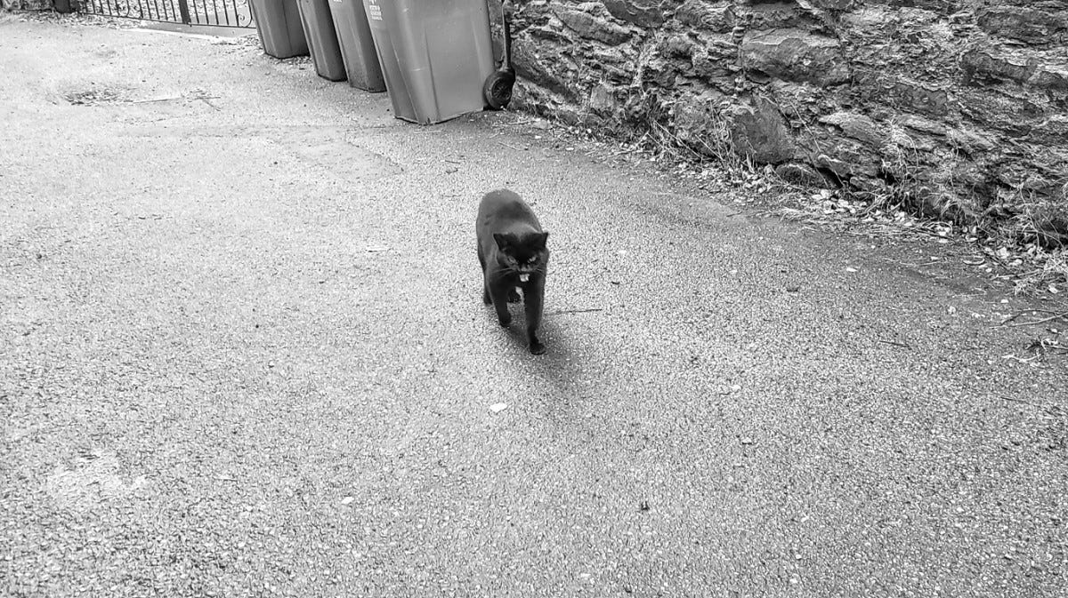 A black cat walks towards the camera, mouth open