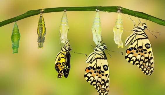 Cómo se desarrolla la metamorfosis de la mariposa