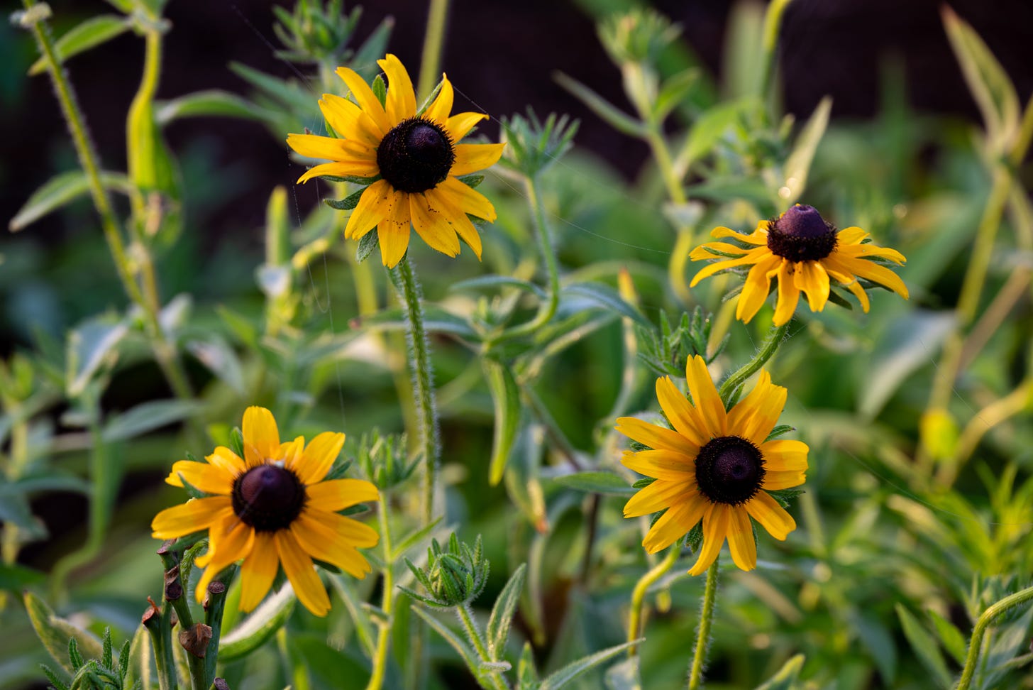 A group of four Brown-Eyed Susans, Bright yellow petals with large dark brown centers among their green eaves