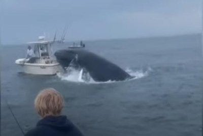 Breaching whale tosses boat over