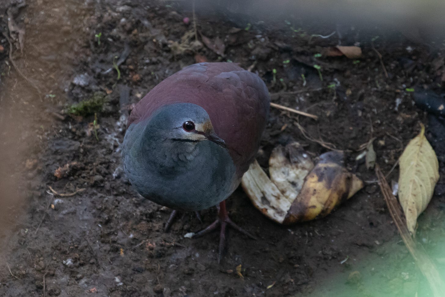 a purple-backed, blue-fronted dove stands on the dirt beside a rotten banana peel. it has a pale face with dark striped on its lores and under its beak. it is facing the viewer, looking to its left.