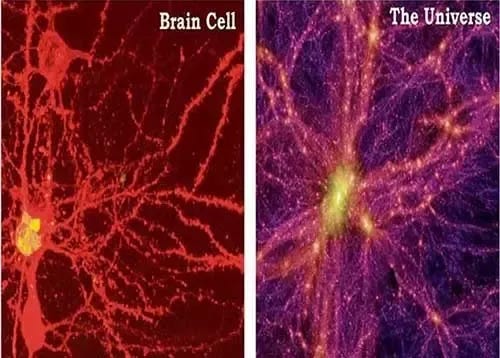 Does the 'brain cell' vs 'the Universe' theory make sense? - Quora