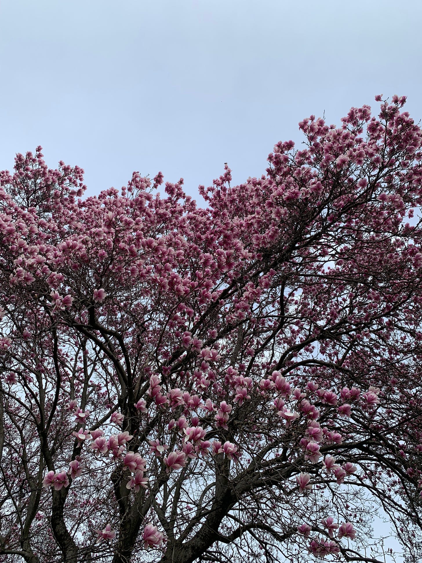 A photo taken from the ground looking up at a tree that is flowering with pink and white petals against a blue gray sky.