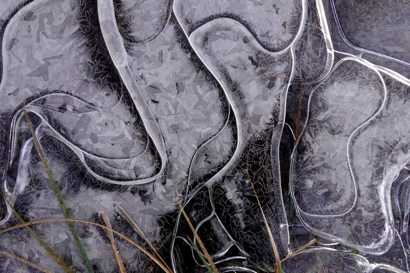 Fluid lines and fine detail in ice covering an ephemeral pool, fringed with grass