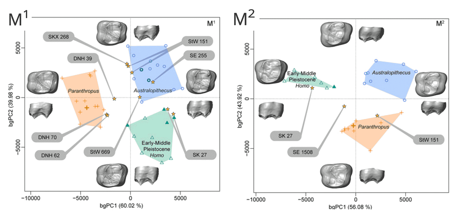 Two plots showing enamel-dentin junction morphology PCA for maxillary M1 and maxillary M2 Two plots showing enamel-dentin junction morphology PCA for maxillary M1 and maxillary M2