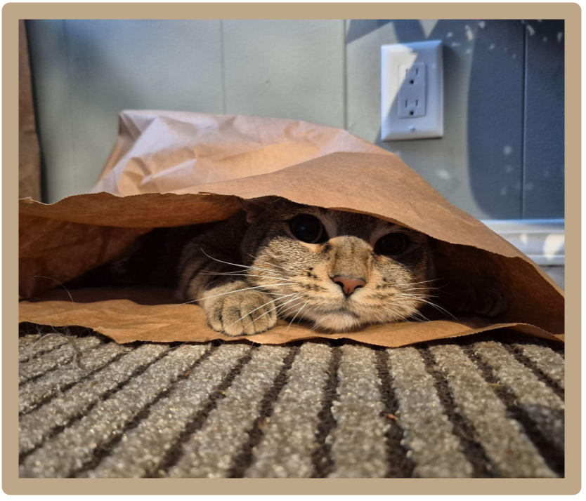 Tabby cat peering out from inside a paperbag Tabby cat peering out from inside a paperbag