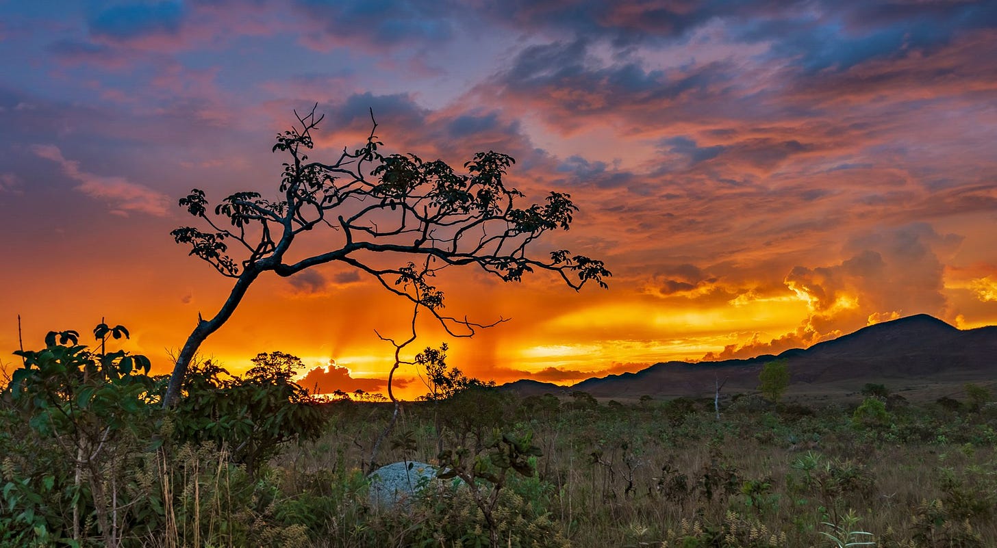 A sunset in the Brazilian Cerrado savannah