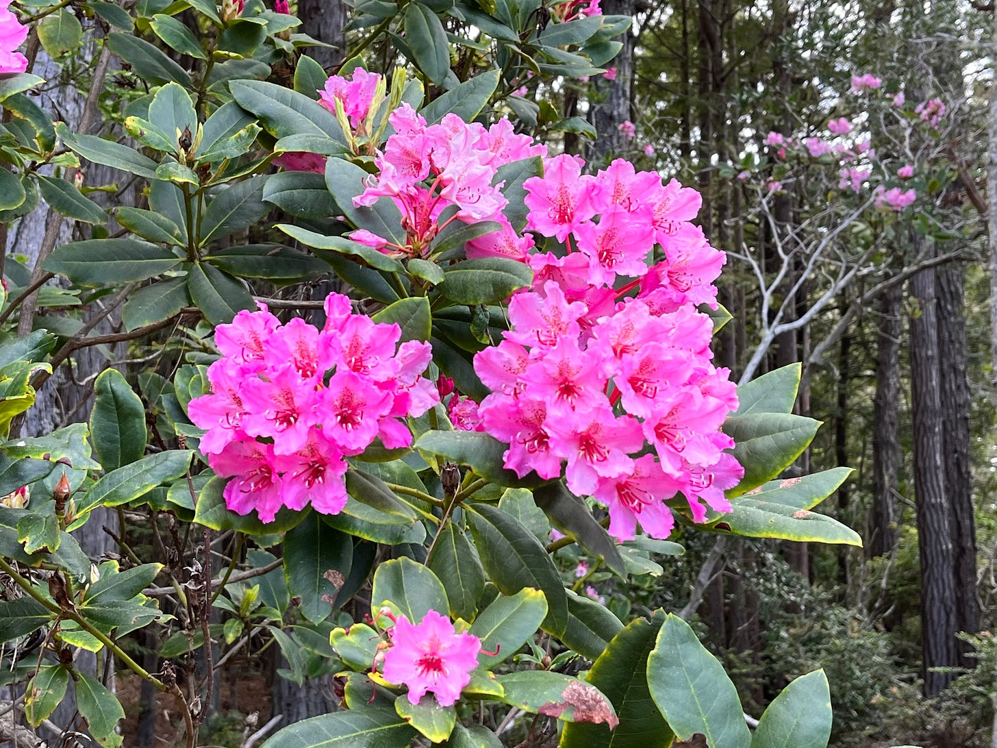 rhododendron in redwood forest