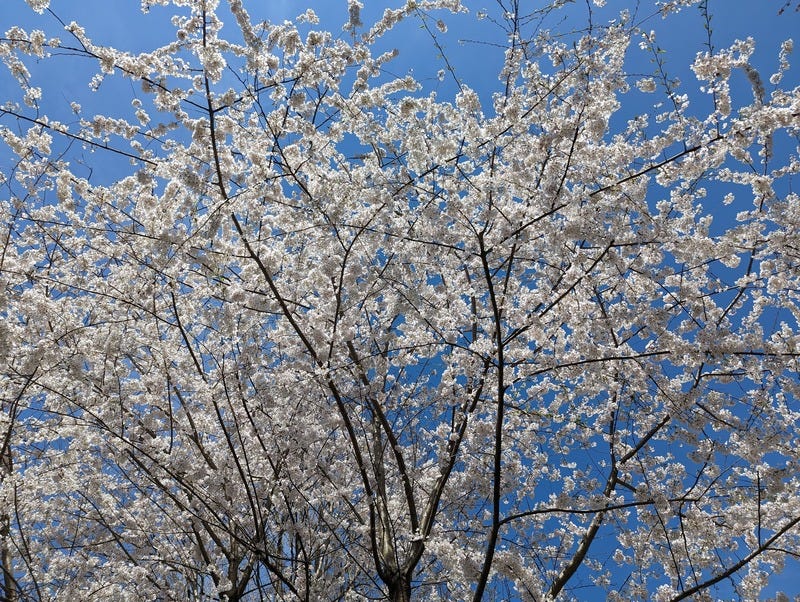 Cherry blossoms covering a large tree, backlit by the sun