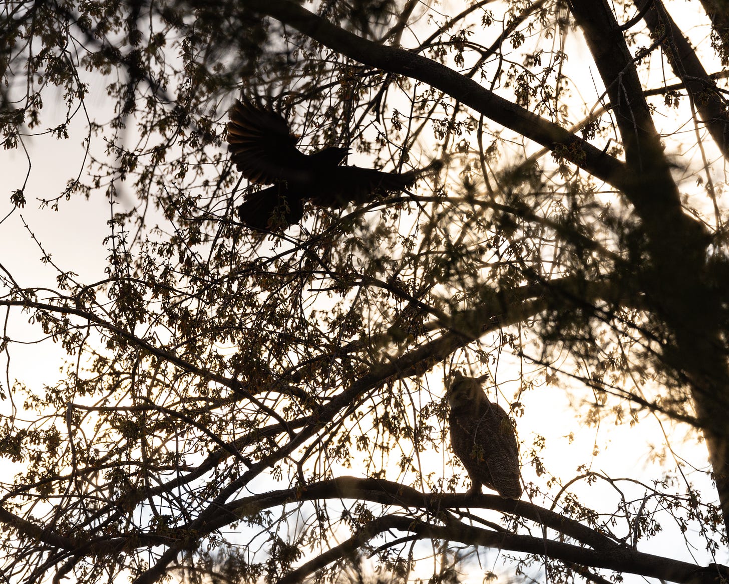 In this image, you can see the silhouette of a crow flying toward the adult owl as it sits near the baby owl, guarding the nest. 