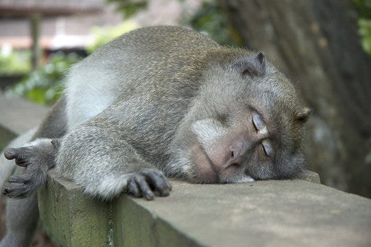 Sleeping Monkey Images – Browse 5,484 Stock Photos, Vectors, and Video |  Adobe Stock