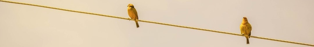 two yellow birds on string