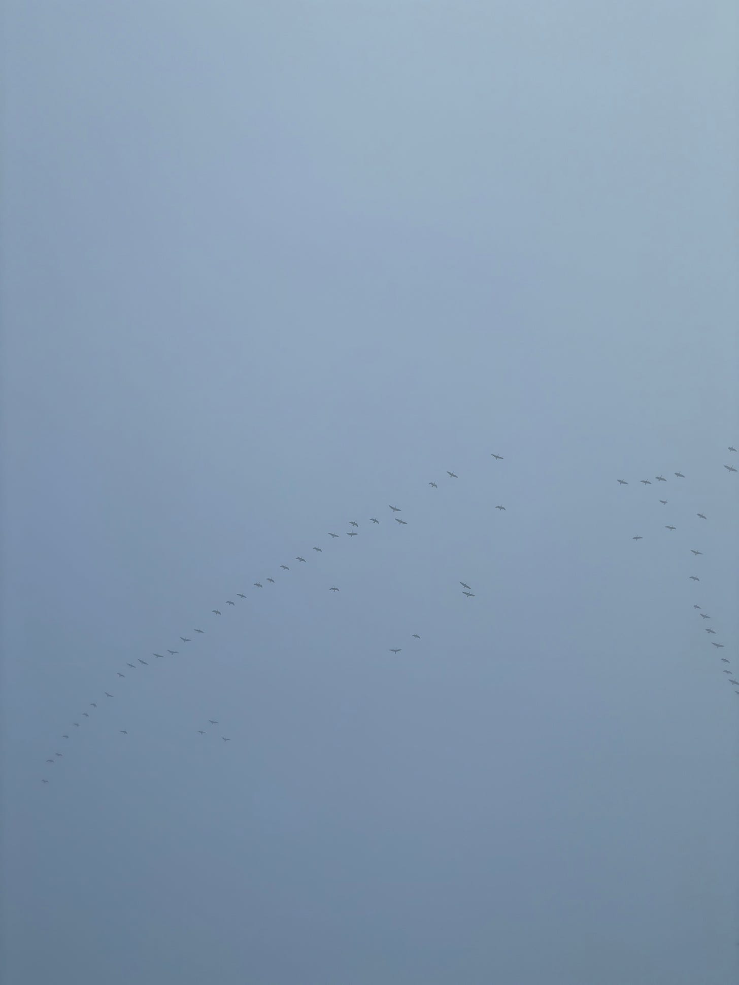 A vee of Canada geese in a blue-gray sky