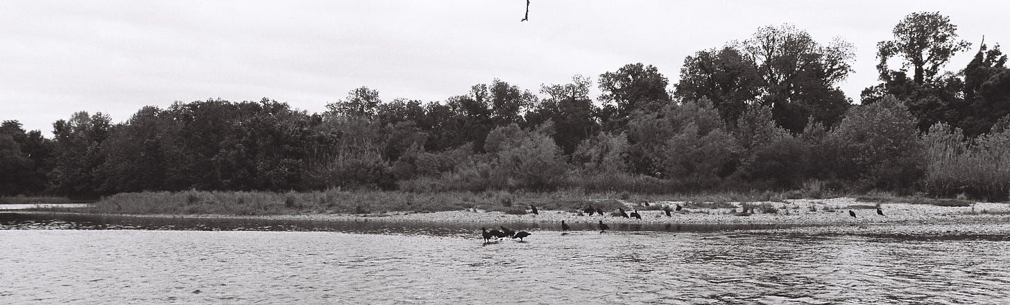 Black and white film photo of vultures scavenging a large dead carp in a shallow river with trees in the background