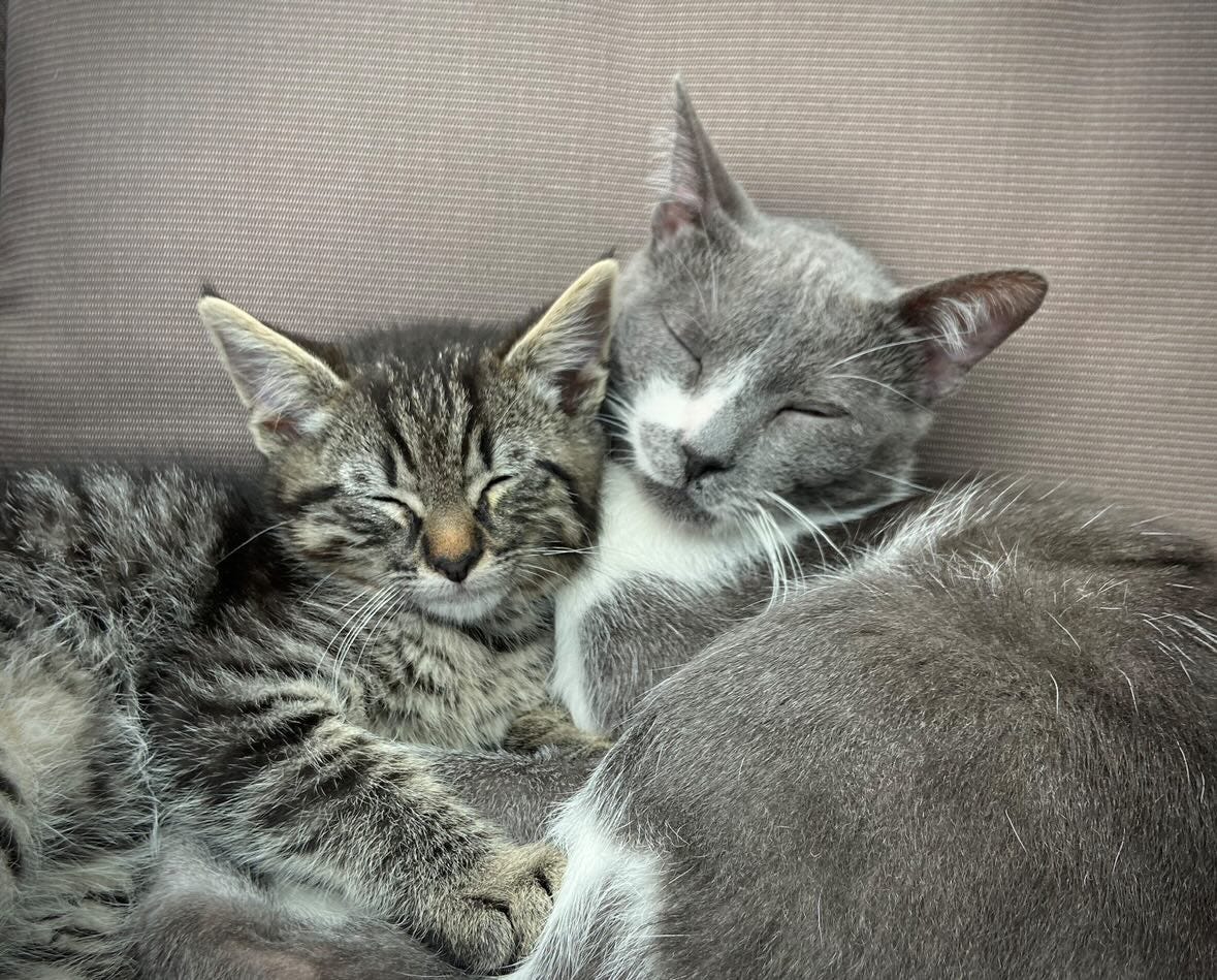 A black-striped, gray kitten with a golden nose sleeps peacefully next to a gray and white kitten in a stainless steel kennel at an animal shelter