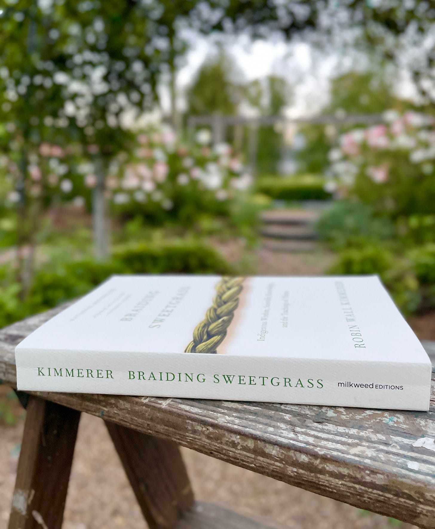 Braiding Sweetgrass by Robin Wall Kimmerer on my ladder in our Fruit Tunnel