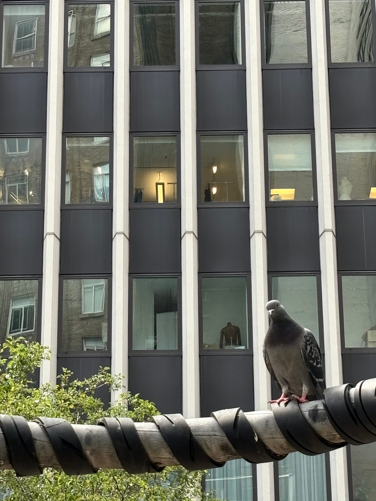 A quizzical pigeon in front of a wall of windows.