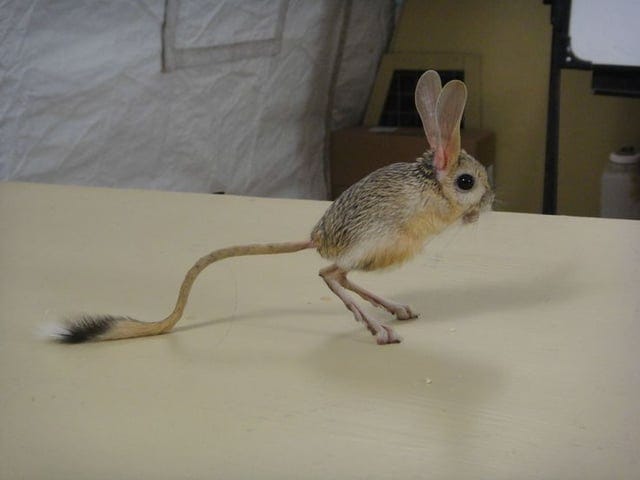 Since i'm sure several of you have never seen one, here's a jerboa! : r/aww