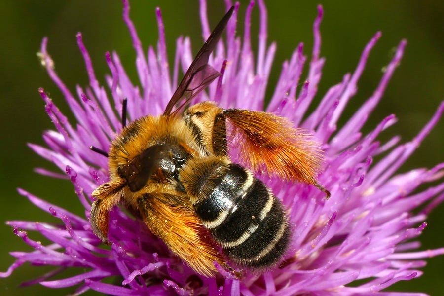 a bee on a flower a bee on a flower