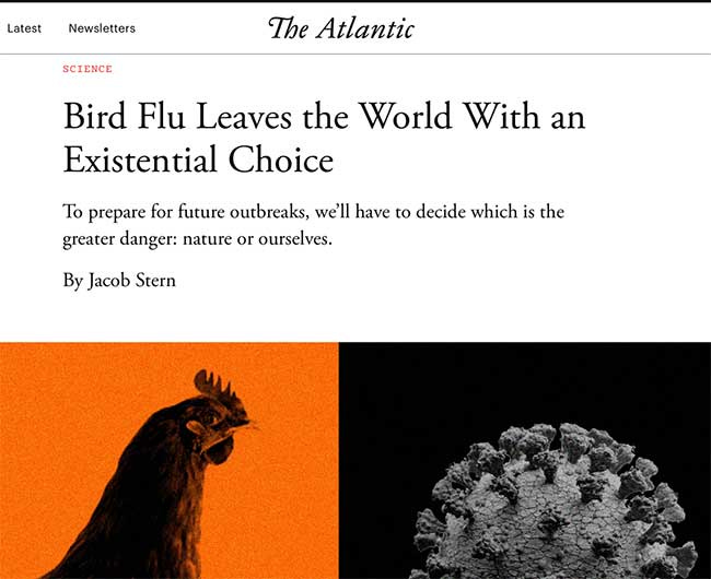 bird flu existential choice