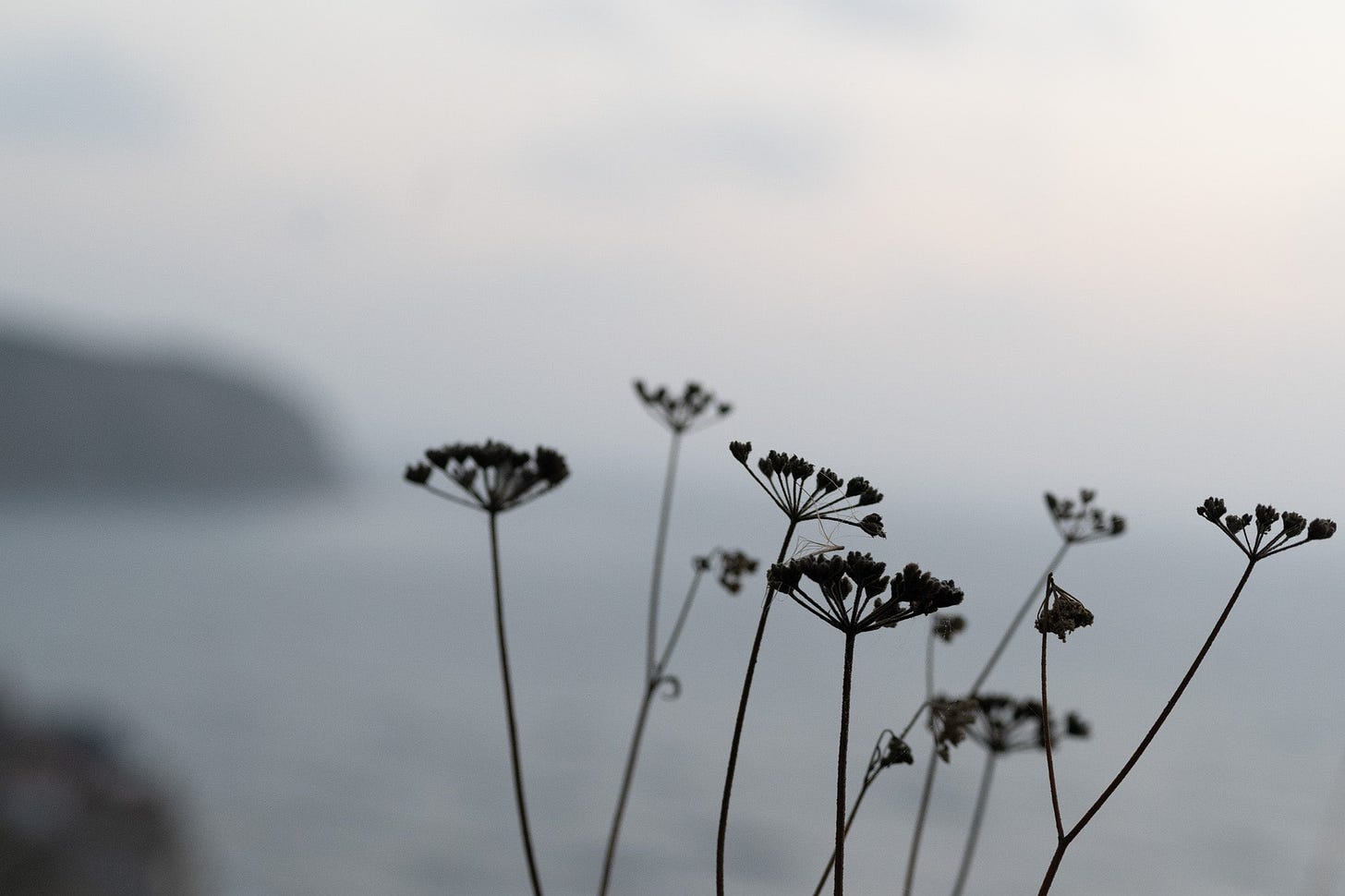 umbellifers on the cliff path robin hoods bay