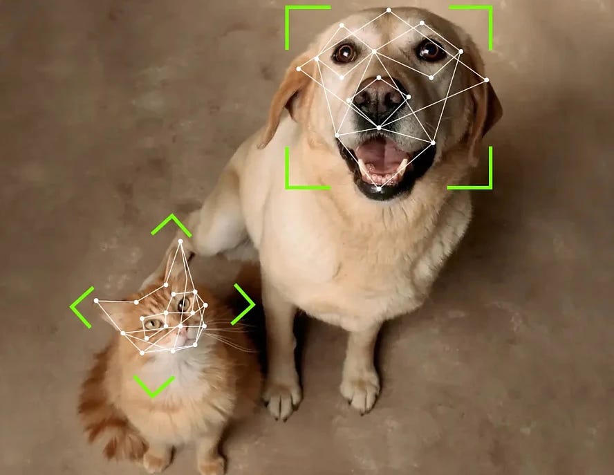 A biometrikus arcfelismerő technológiát a beoltott kutyák azonosításának módjaként tanulmányozták