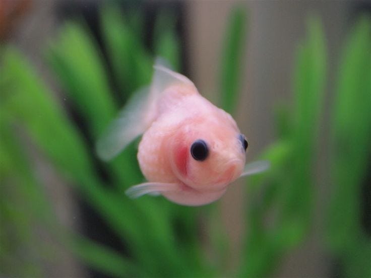 My happy little pearlscale goldfish | Pet goldfish, Cute animals, Pretty  fish