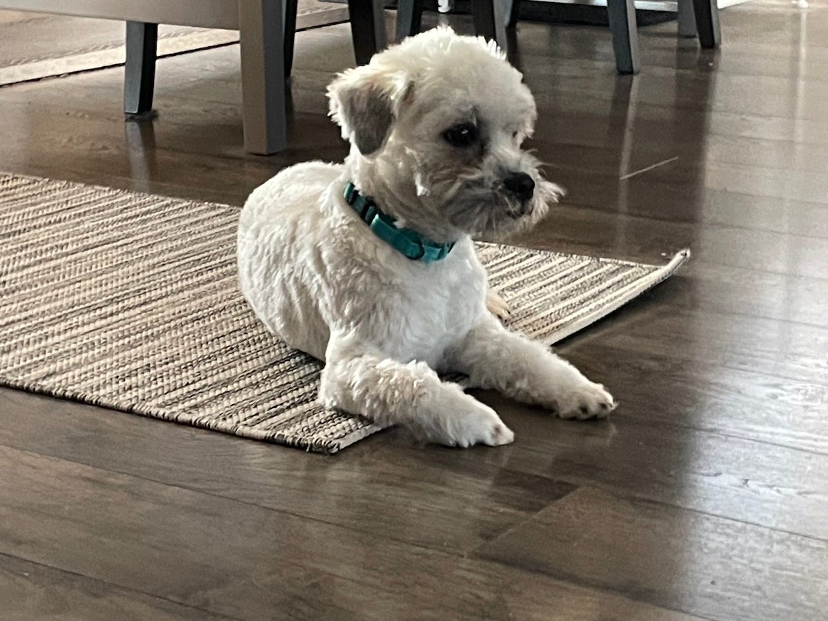 Dr. Dave's new dog, a shih tzu mix, sitting on the rug in his kitchen