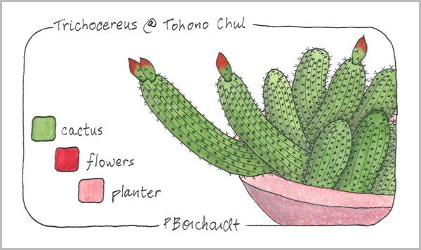 Trichocereus @ Tohono Chul (pen & watercolor)